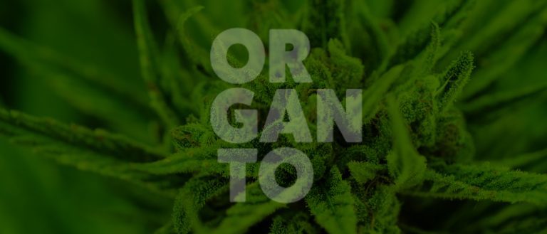Organto Cannabis
