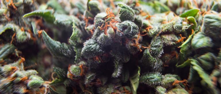 Specialty marijuana trend