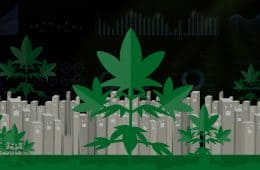 grizzle-cannabis-portfolio-01